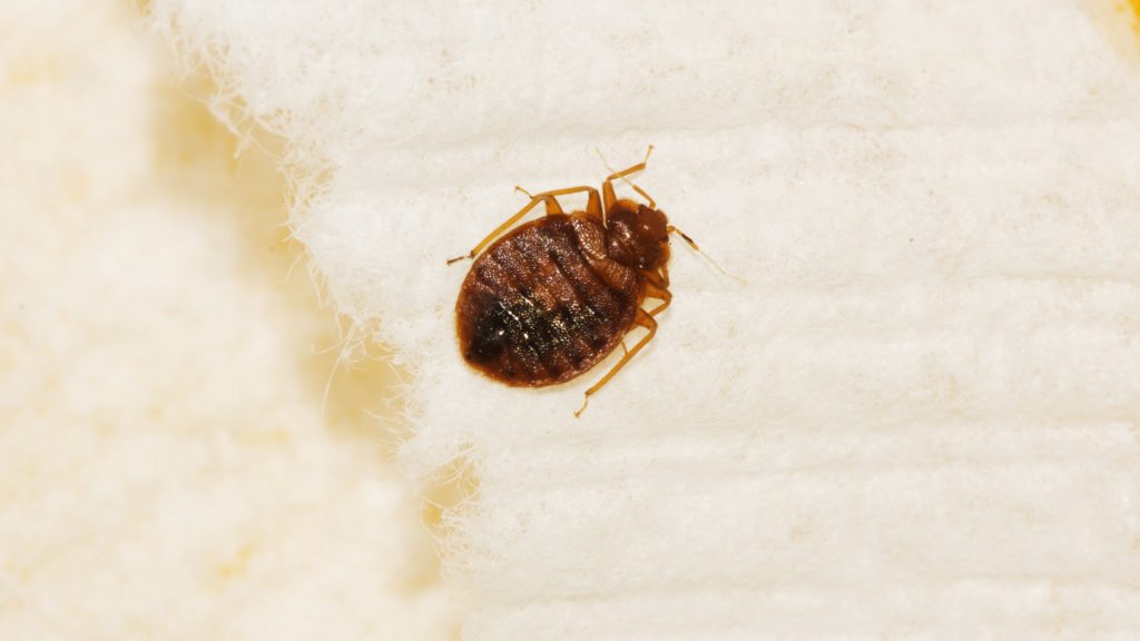Bed Bug Removal – How to Get Rid of Bed Bugs – ck5